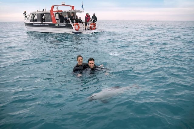 Swimming with Dolphins in Akaroa